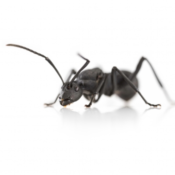 Preview: Polyrhachis armata